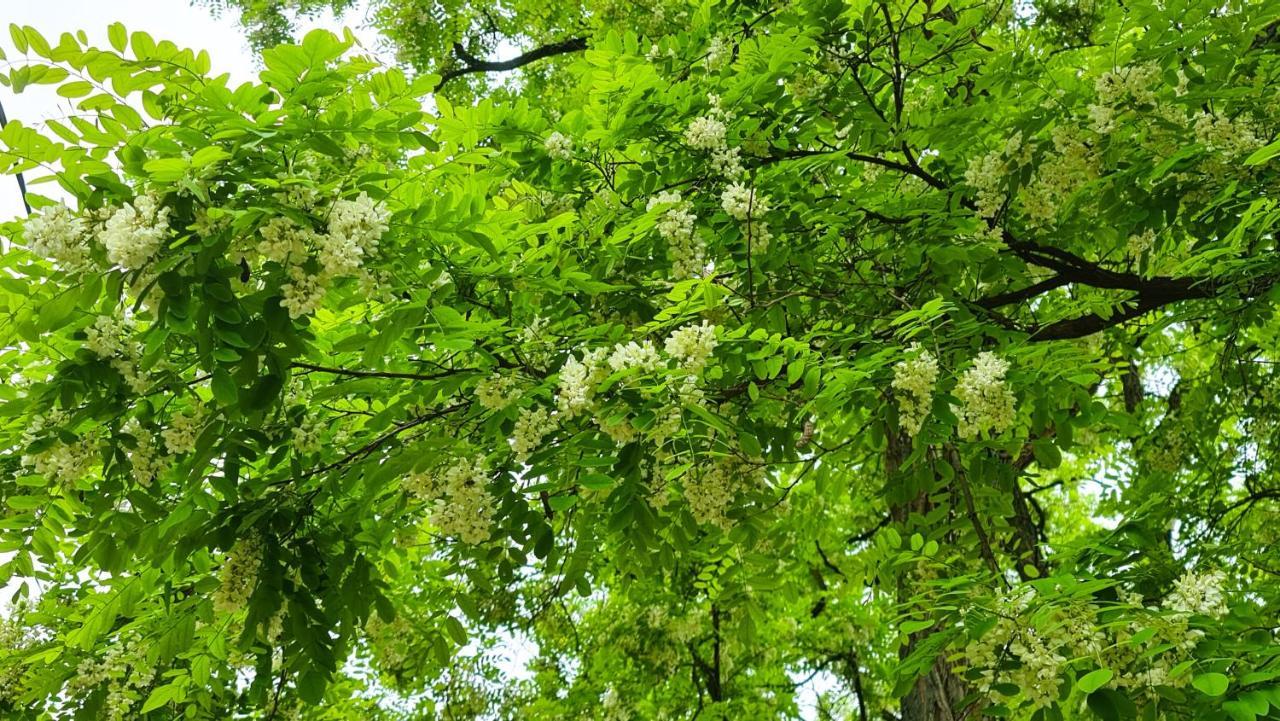 Villa Acacia カウナス エクステリア 写真
